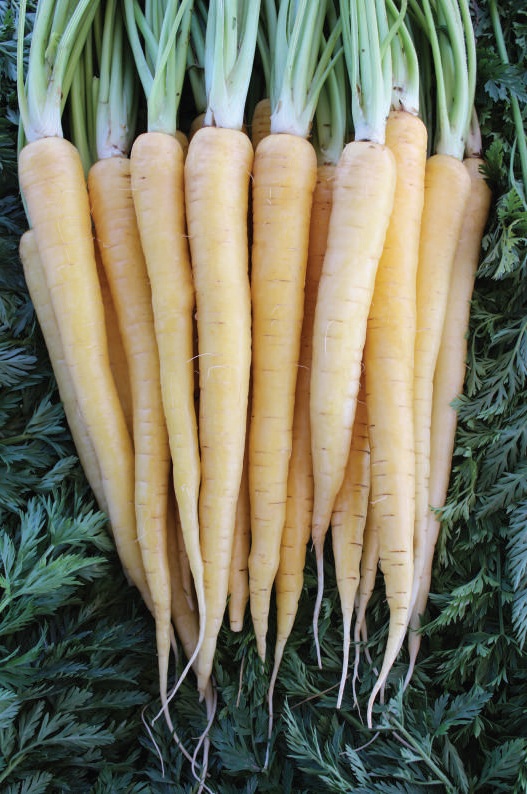 Zanahorias de Colores.