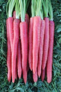 Zanahorias de Colores.