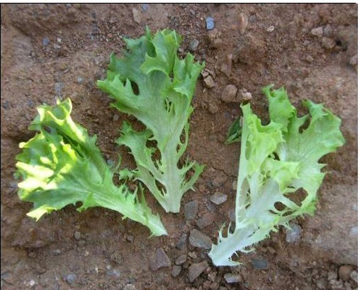 Multigreen 3