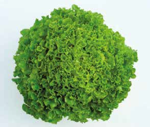 Multigreen 3
