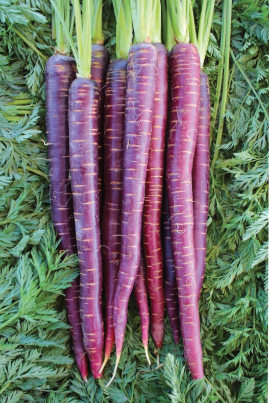 Zanahorias de Colores.