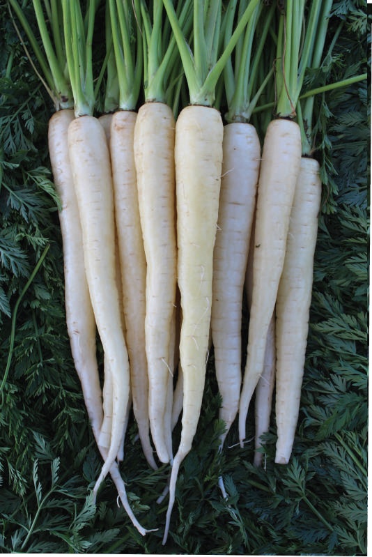 Zanahorias de Colores.