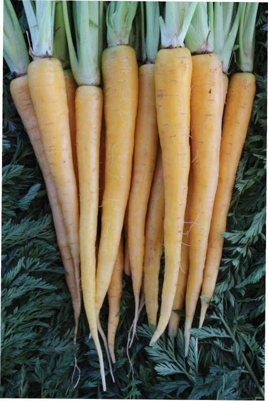 Zanahorias de Colores.